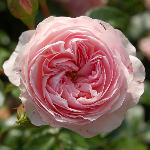 Larissa® talajtakaró rózsa